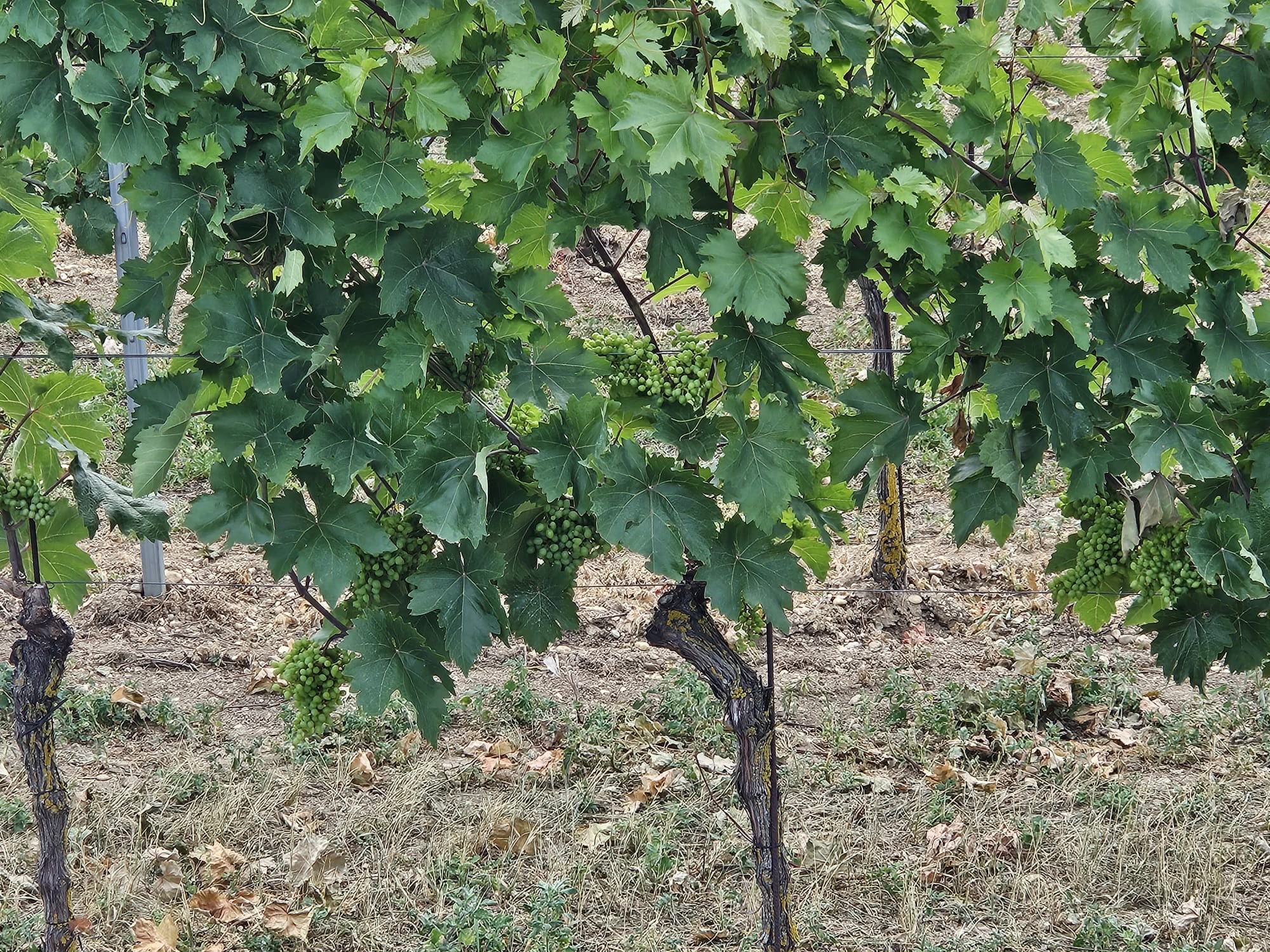 Druiven in de wijngaard